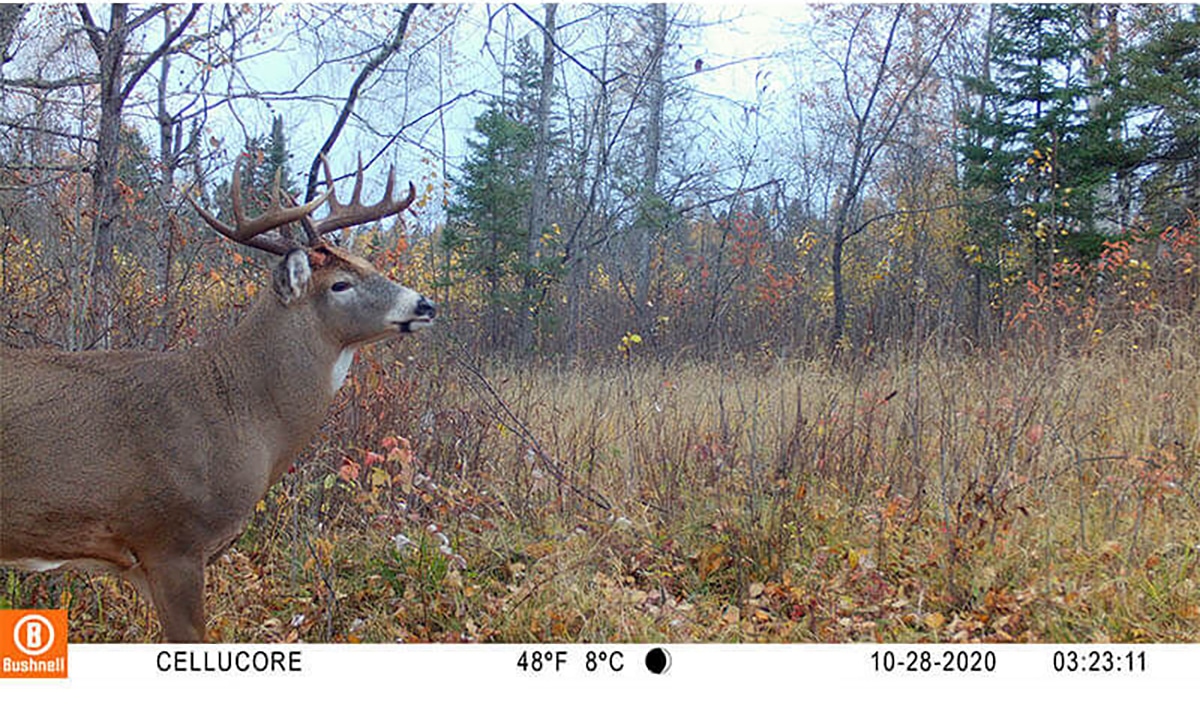 trail cam photo