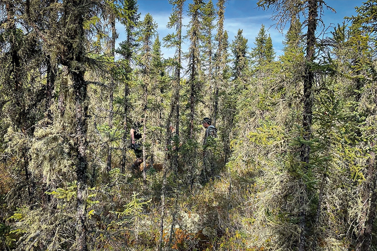 boreal forest