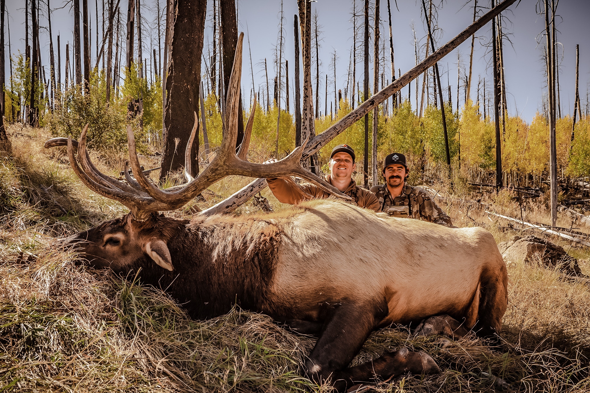 new mexico elk hunting