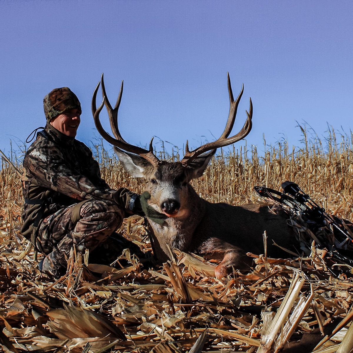 big mule deer bucks