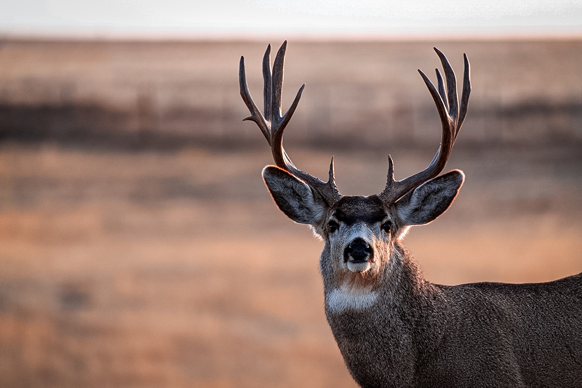 mule deer vs whitetail deer