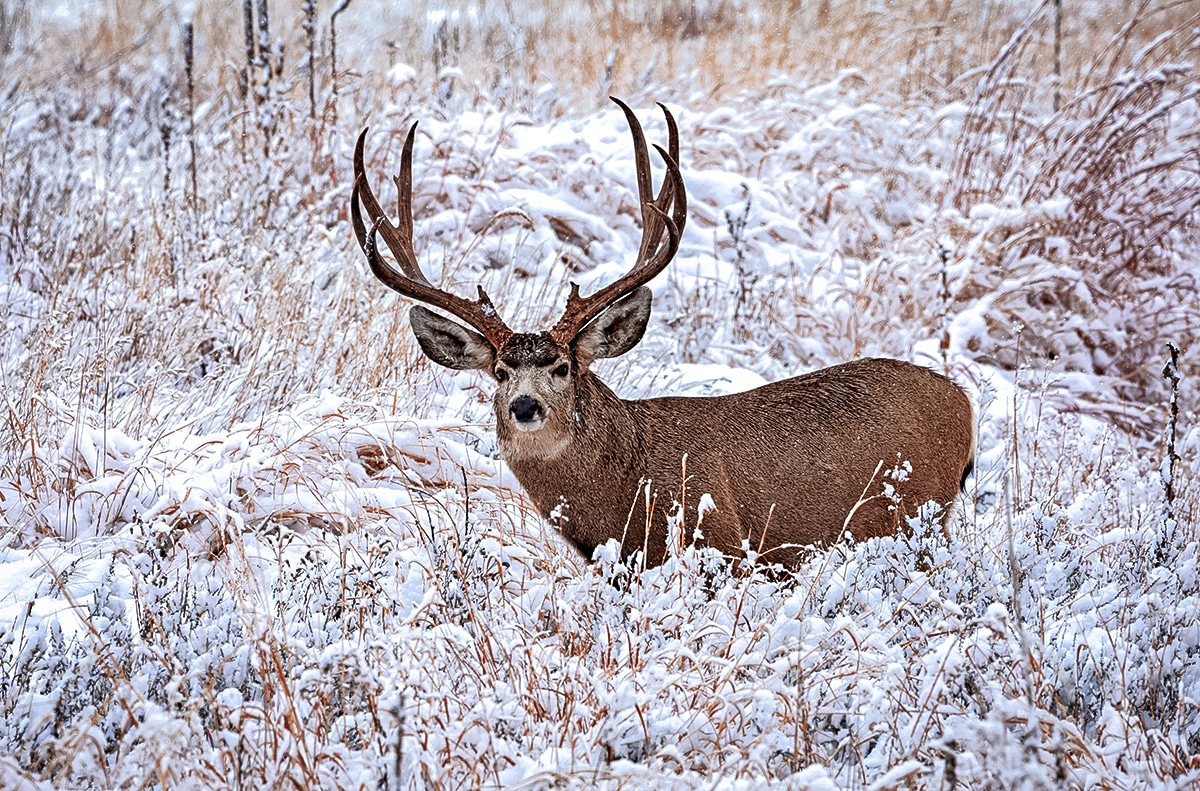 mule deer vs whitetail deer