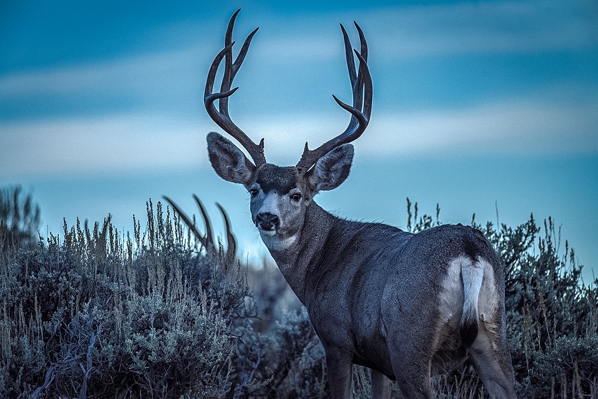 mule deer vs whitetail deer