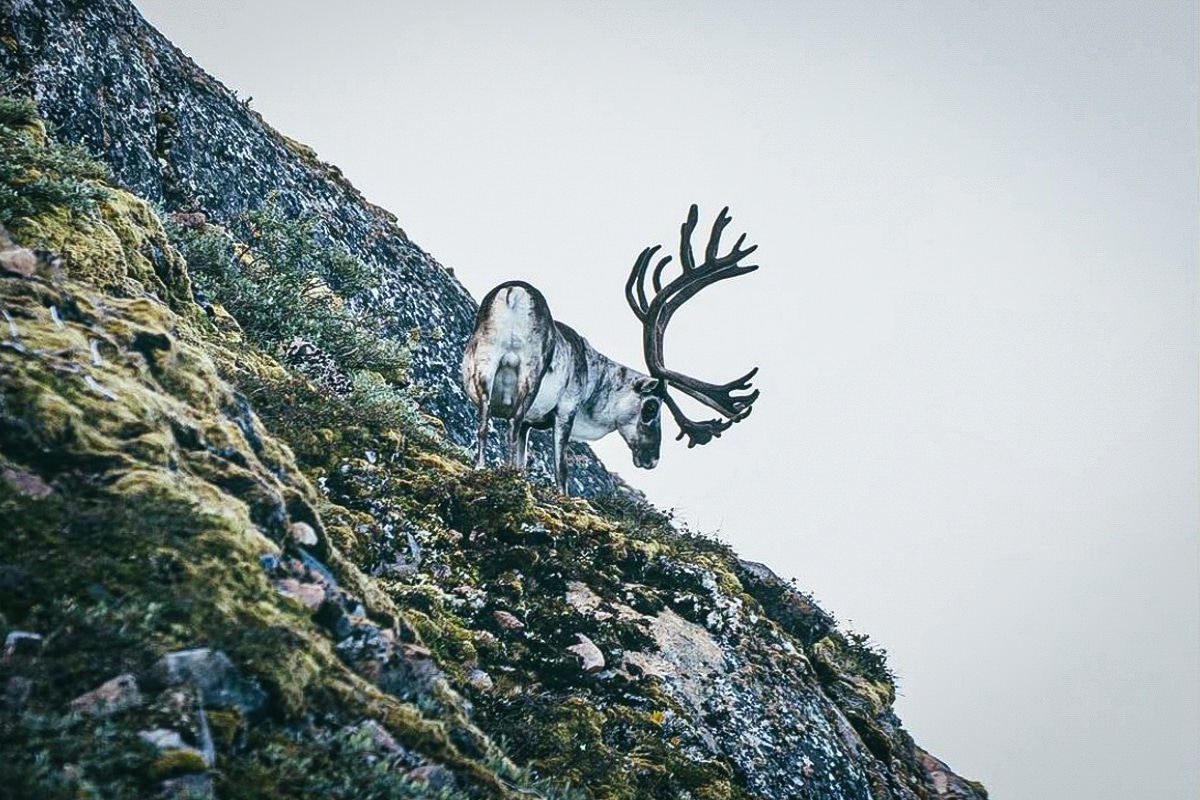 greenland caribou hunting