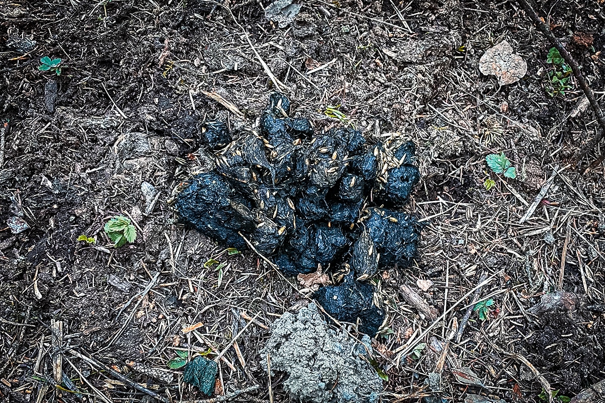 bear scat