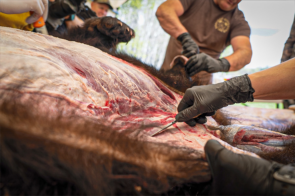 bear skinning hunting outfitters