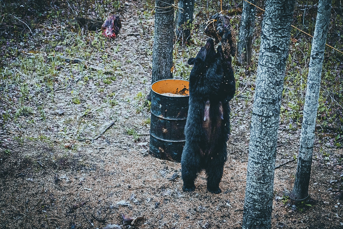 bear baiting