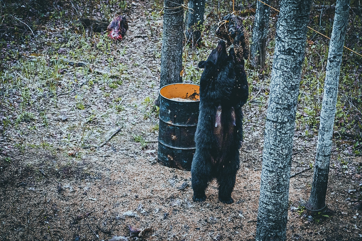 Hoarding Bait for Black Bear Success