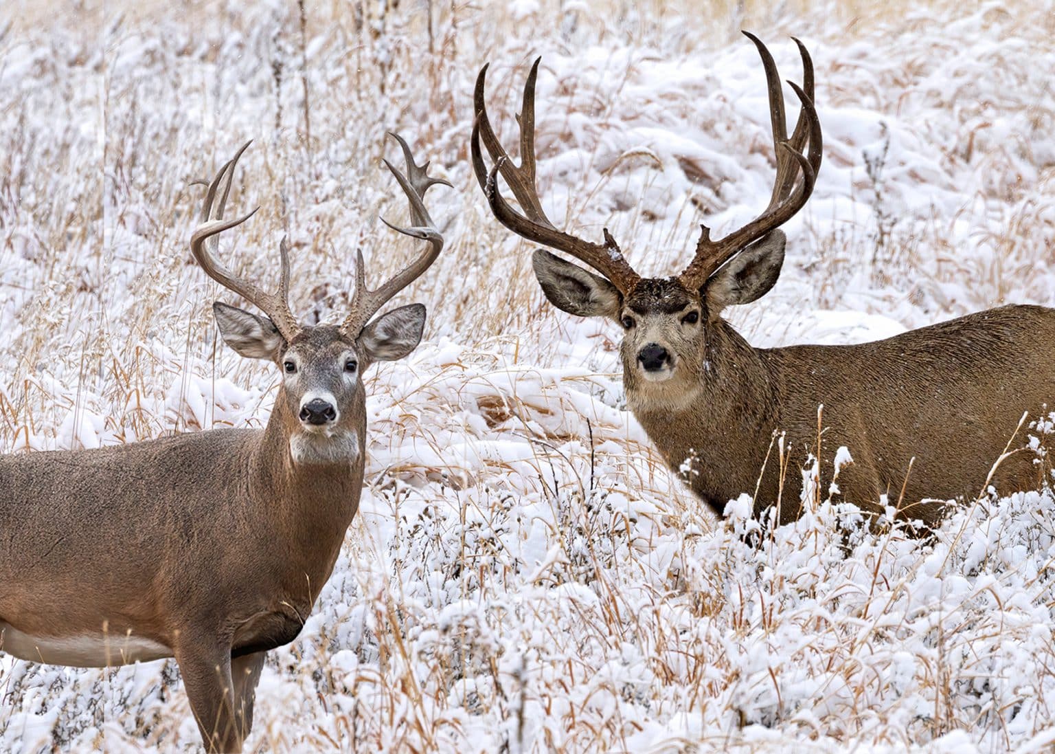 Mule Deer vs Whitetail Deer: Learn the Differences, Slay Bucks