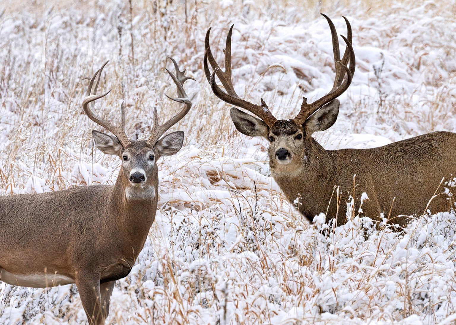 Mule Deer Vs Whitetail Deer Learn The Differences Slay Bucks   WHT TAIL MULEY 1536x1097 