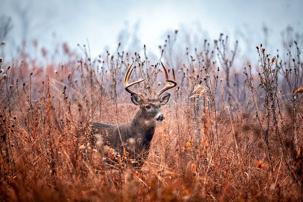 mule deer vs whitetail deer