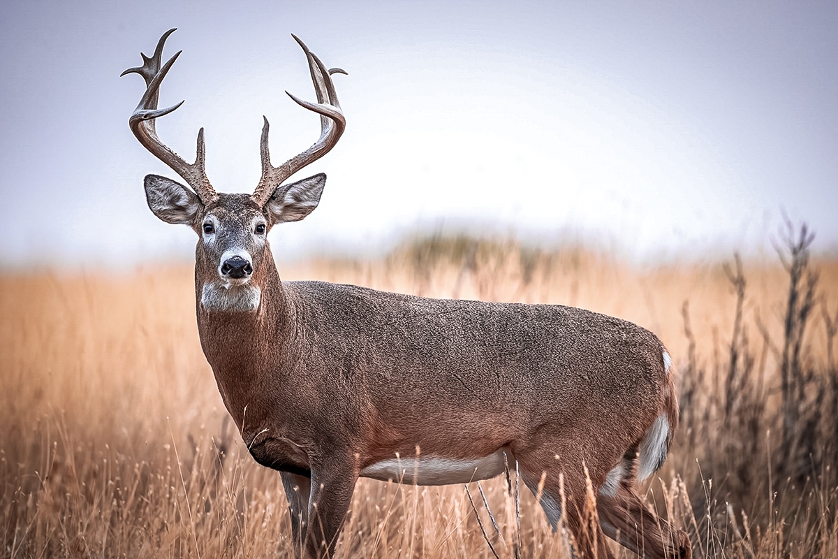 mule deer vs whitetail deer