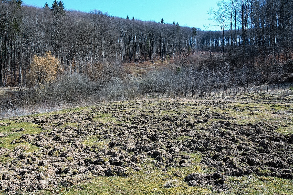 Wild hog field damage