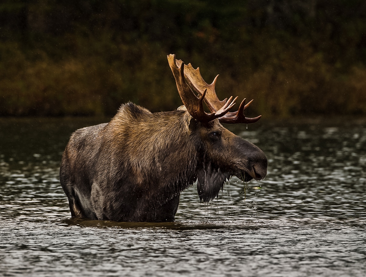 maine moose hunting