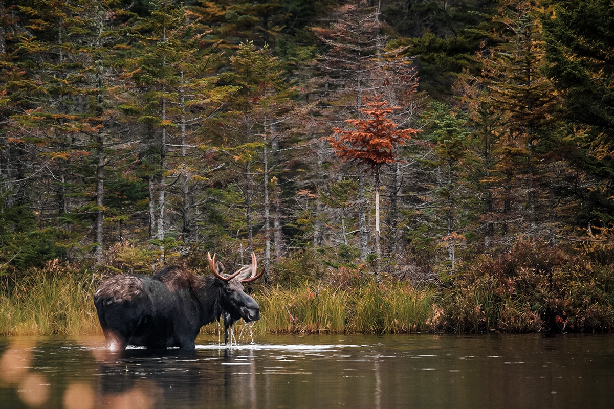 maine moose hunting