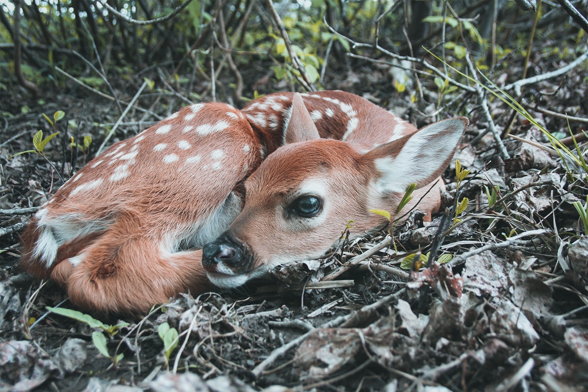 Whitetail fawns are particularly susceptible to predators. How long do whitetail deer live