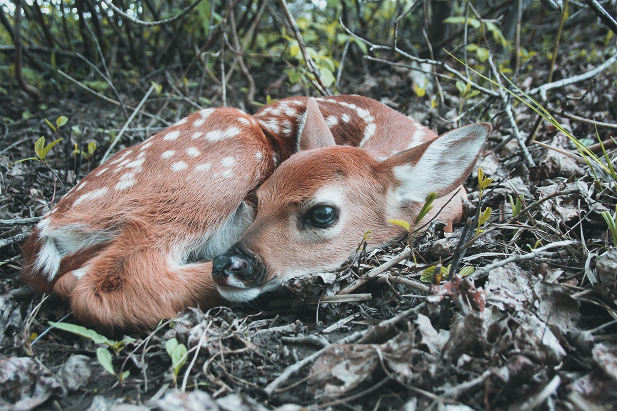 How long do shop whitetail deer live