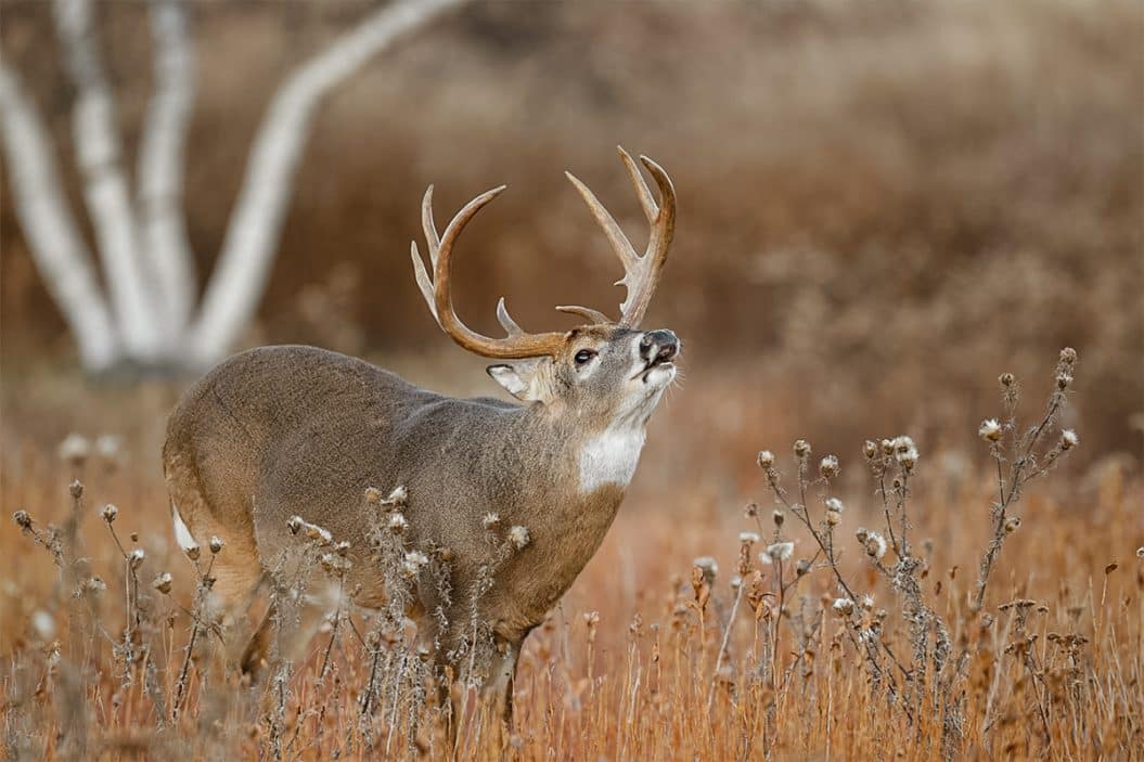 Learn About The Gestation Period For Whitetail Deer To Kill Bucks   Buck 1055x703 