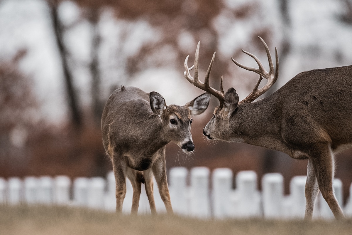 Does tend to live longer than bucks.