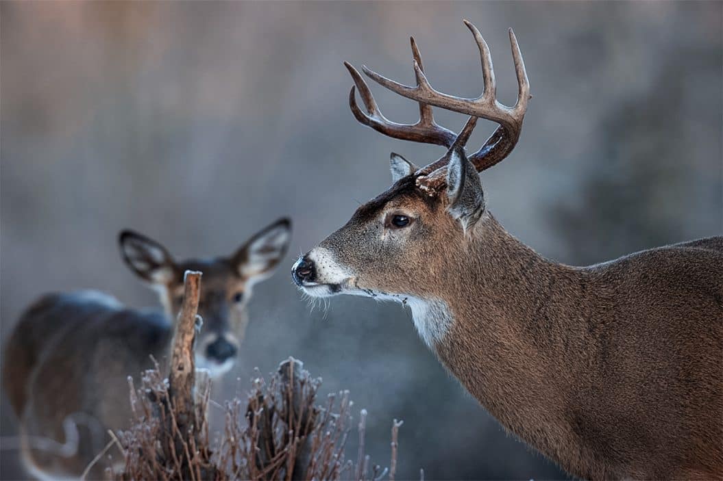 Learn About The Gestation Period For Whitetail Deer To Kill Bucks   Buck And Doe 1055x703 