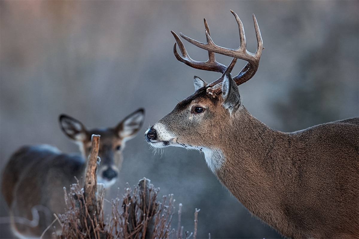 Gestation period for whitetail deer
