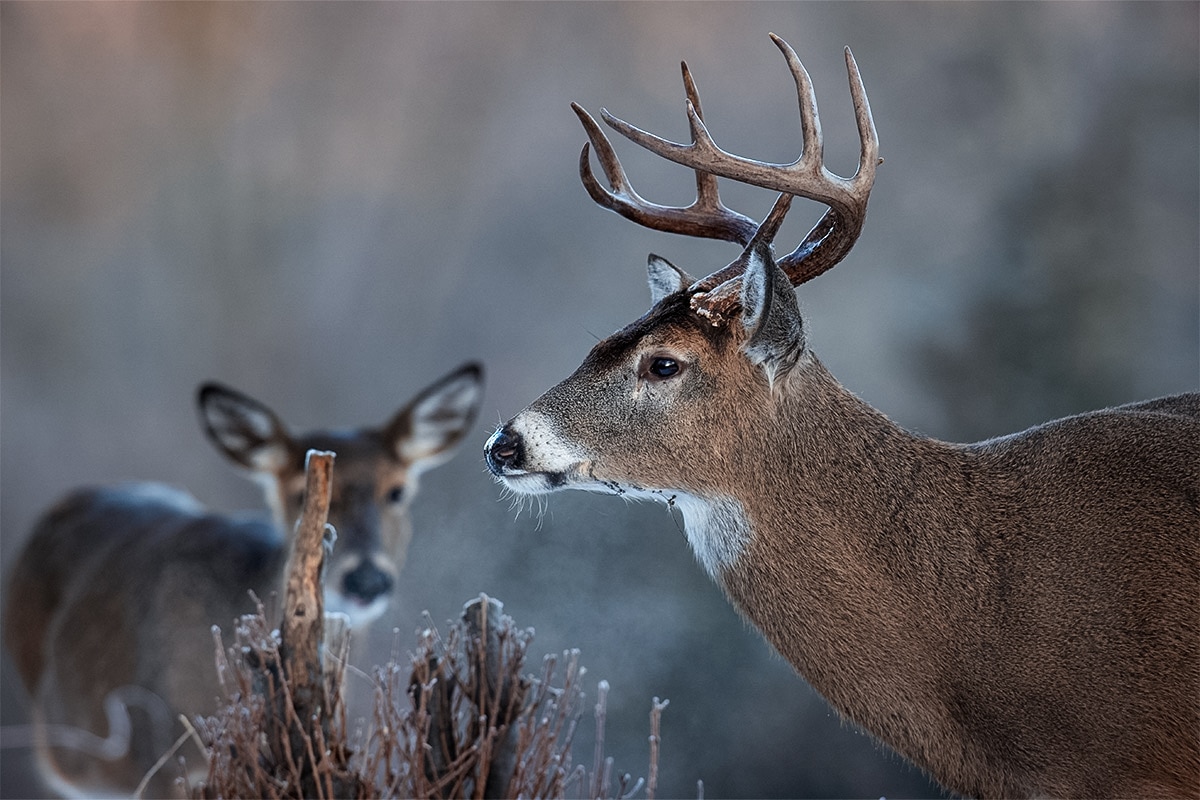 What is the Gestation Period for Whitetail Deer: Essential Facts