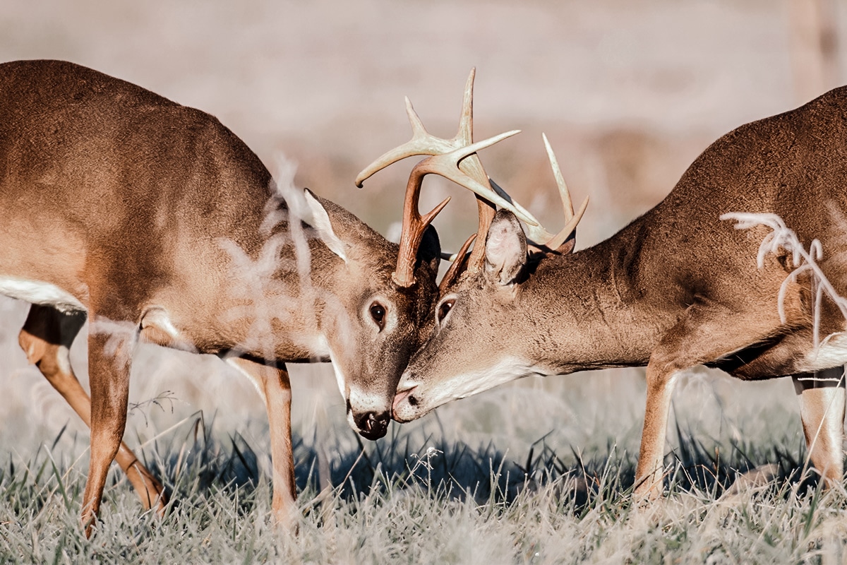 Gestation period for whitetail deer