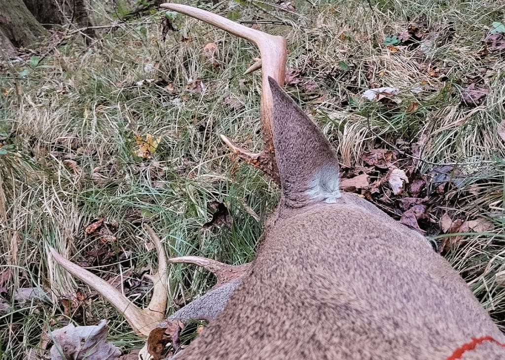 Know Your Game How Long Do Whitetail Deer Live?