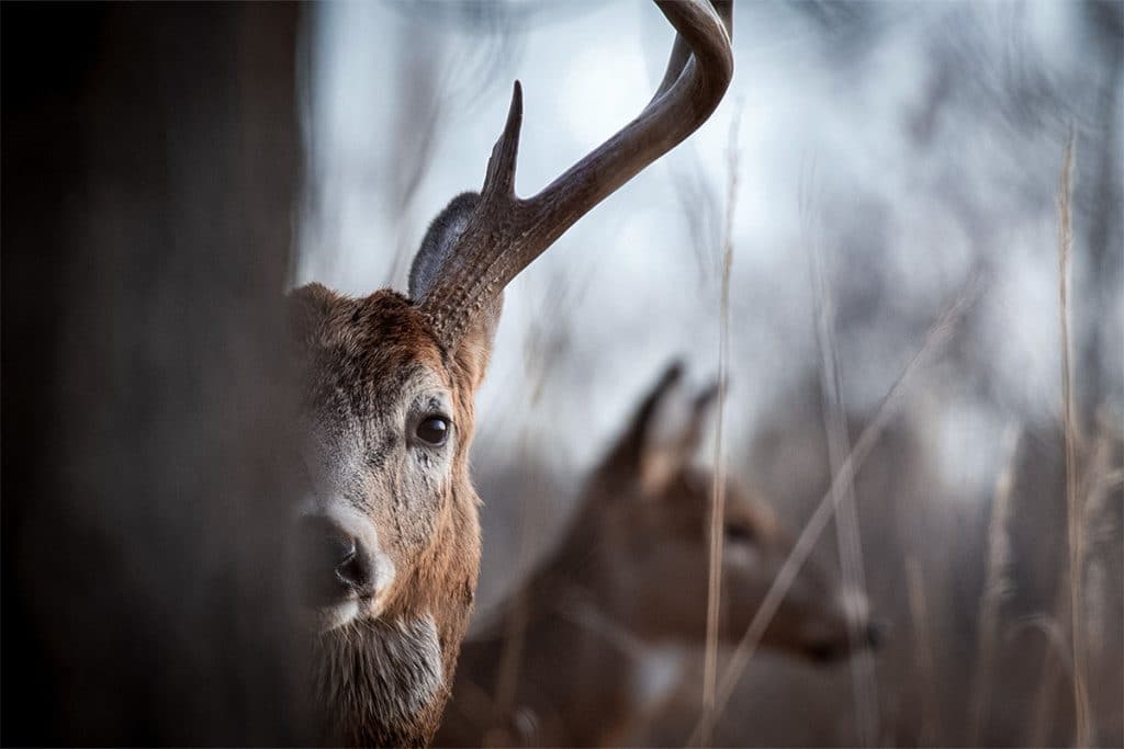 Learn About The Gestation Period For Whitetail Deer To Kill Bucks   Deer Gestation Lead 1024x683 