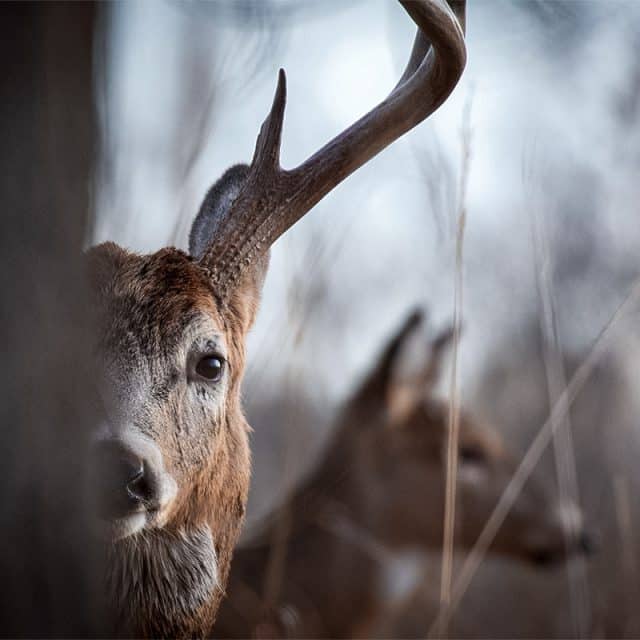 Deer Ribs: A Foolproof Bone-In Recipe That Never Fails
