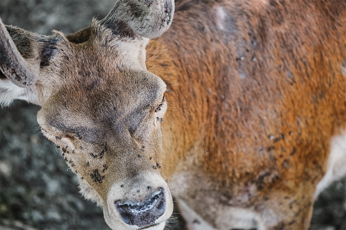 how long do whitetail deer live with diseases