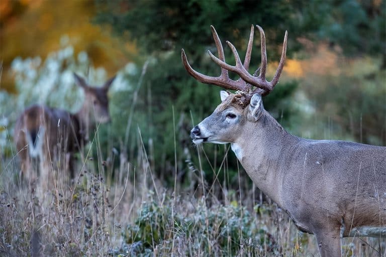 Know Your Game How Long Do Whitetail Deer Live?