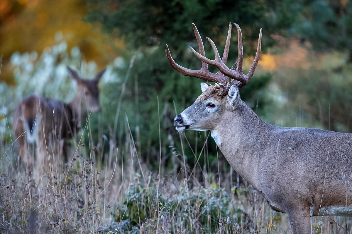 Deer in captivity live longer than deer in the wild.