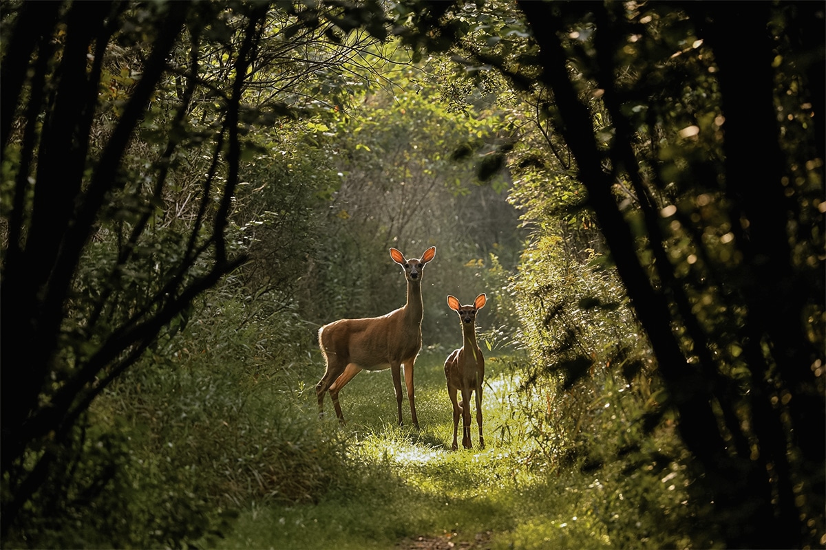 Gestation period for whitetail deer