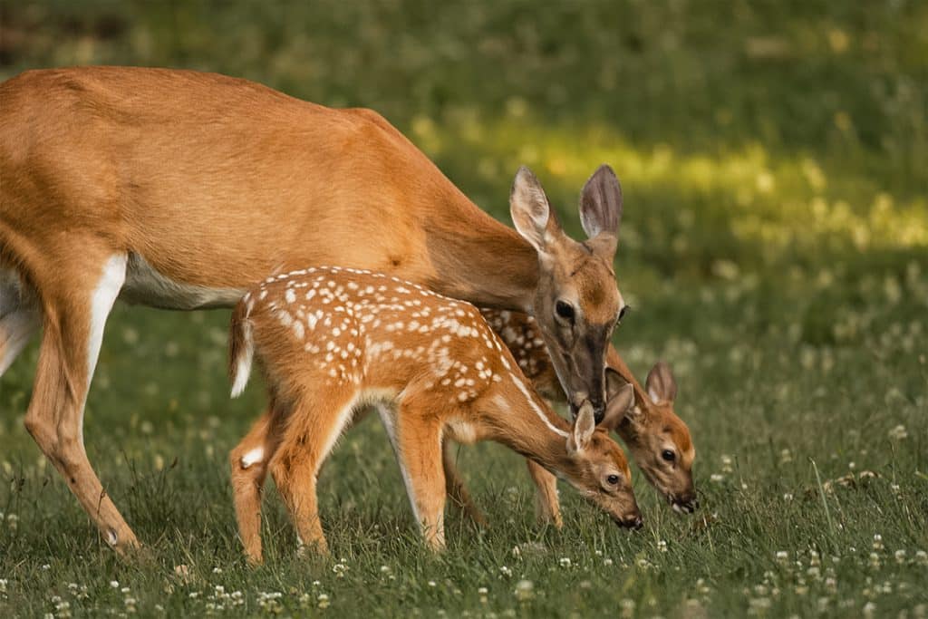 Learn About The Gestation Period For Whitetail Deer To Kill Bucks   Doe With Babies 1024x683 