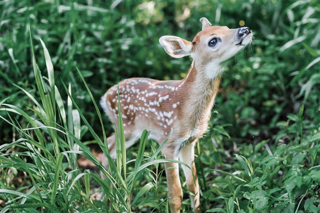 Learn About The Gestation Period For Whitetail Deer To Kill Bucks   Fawn 1024x683 