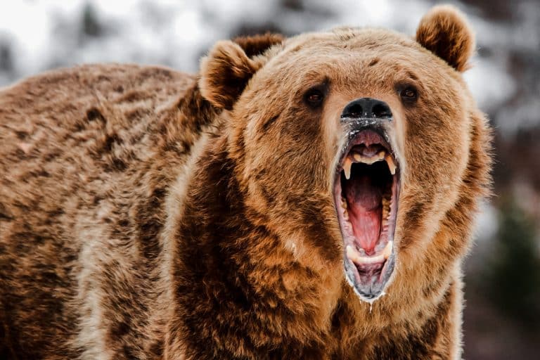 Grizzly Bear Attack: Wrestler Fights Grizzly to Save Teammate