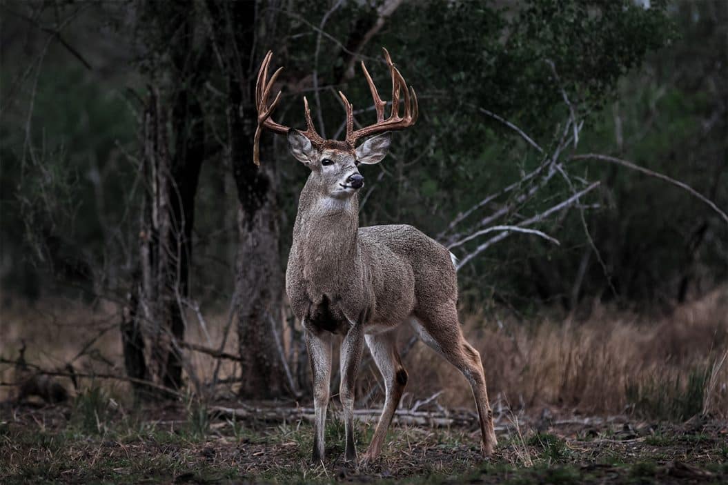 Much of what we know about the whitetail lifespan comes from hunter-collected data.