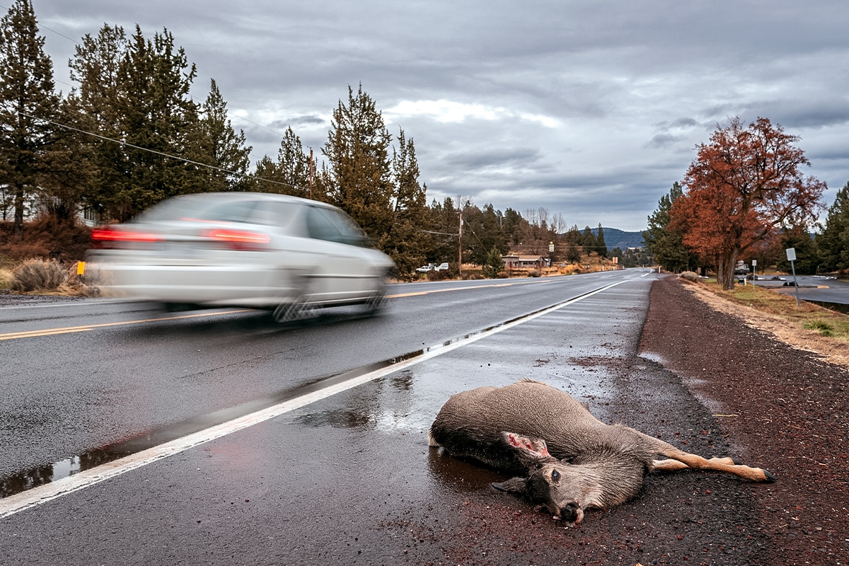 how long do whitetail deer live