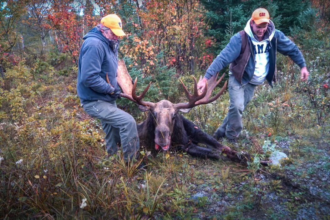 maine moose hunting