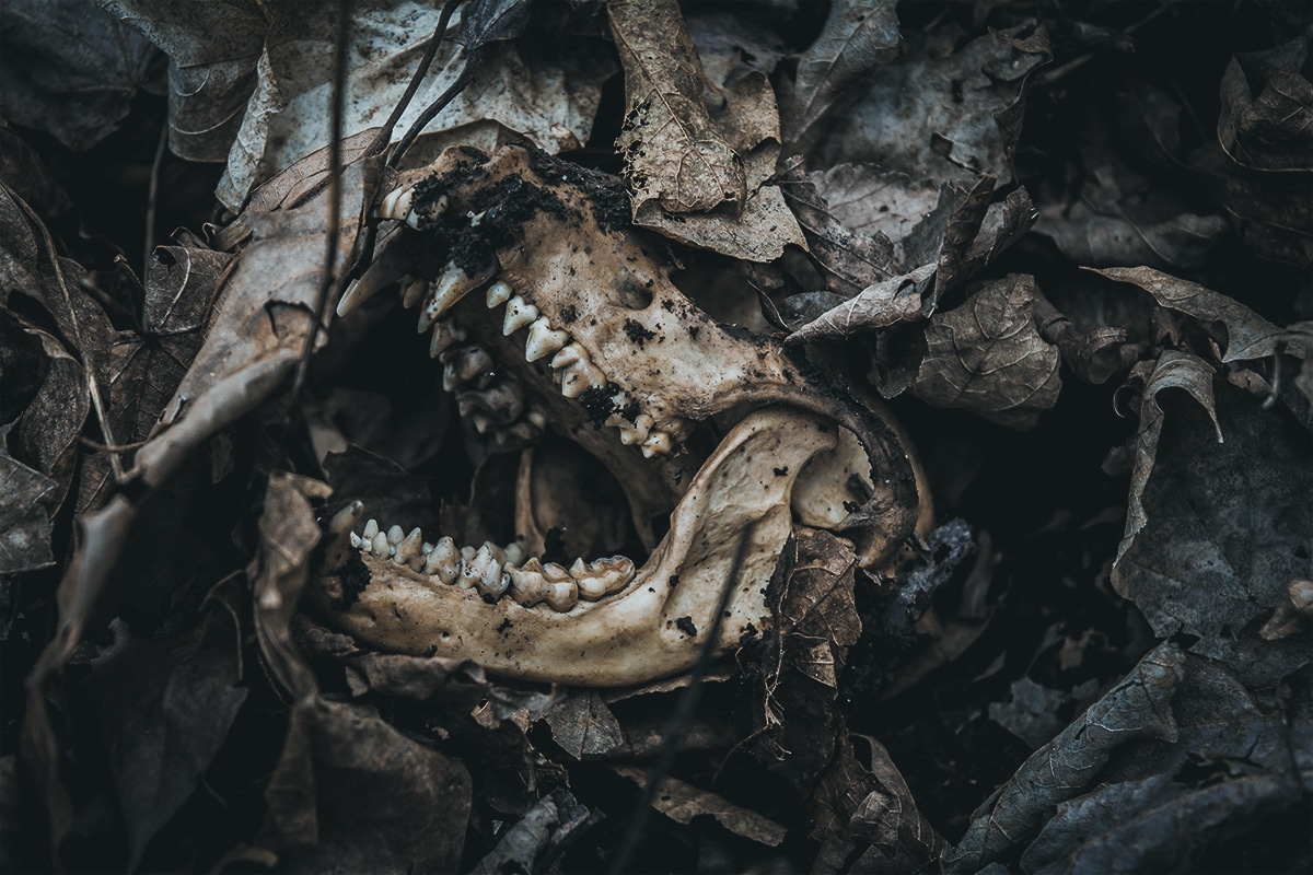 Skull of an animal in the woods