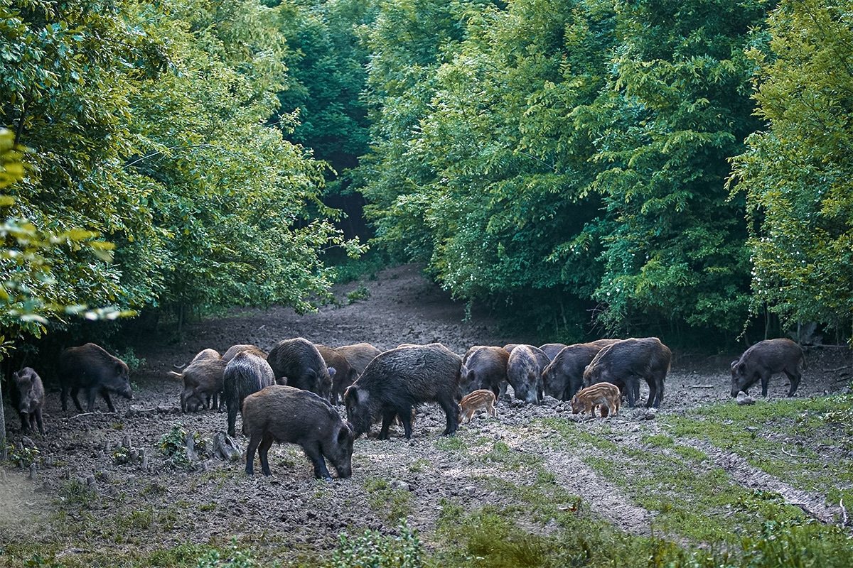 hog hunting