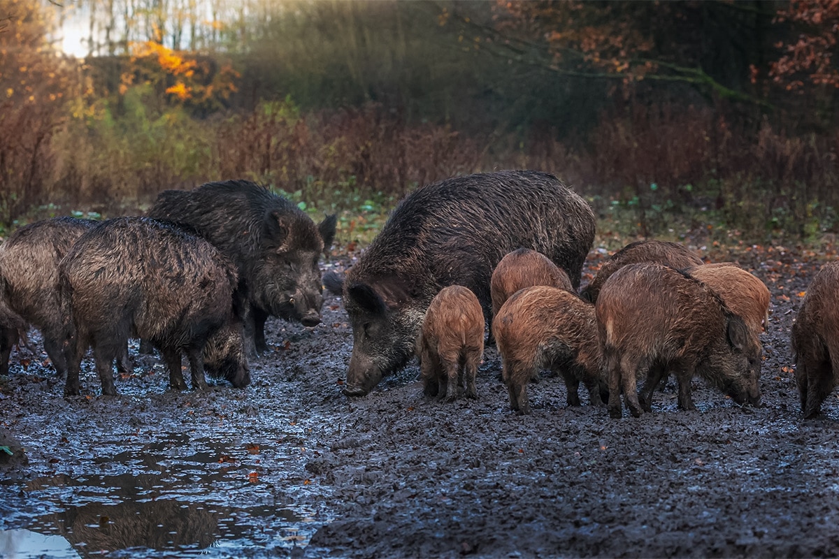 California hog hunting