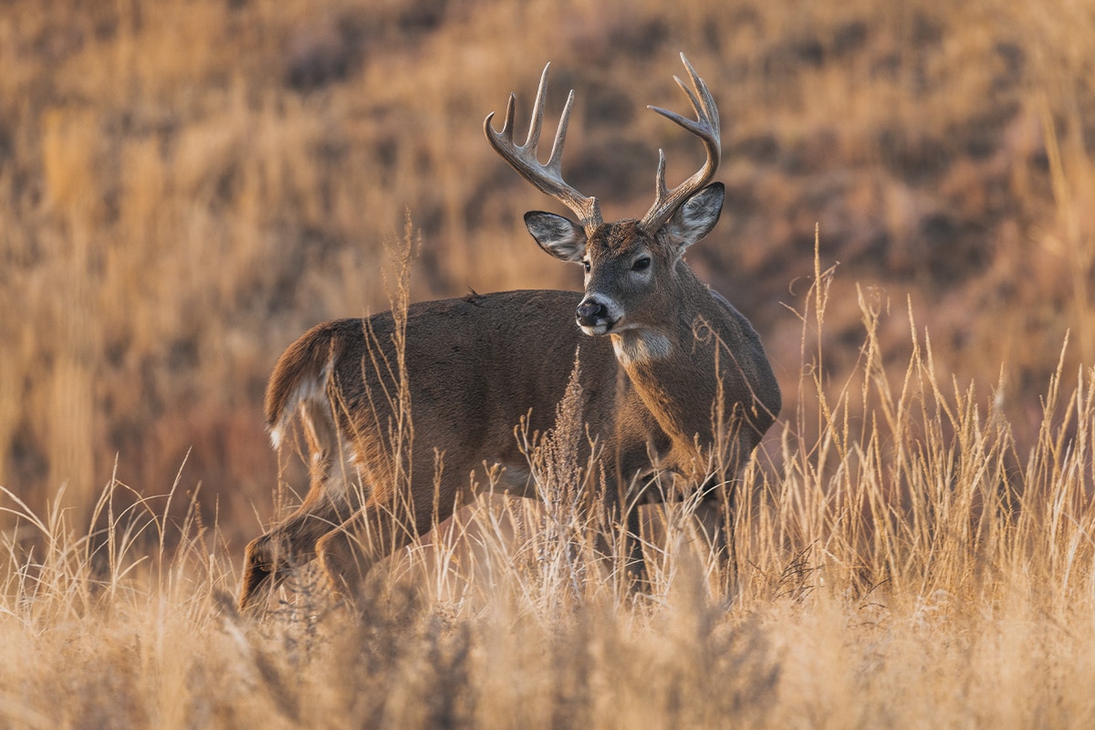 how long do whitetail deer live