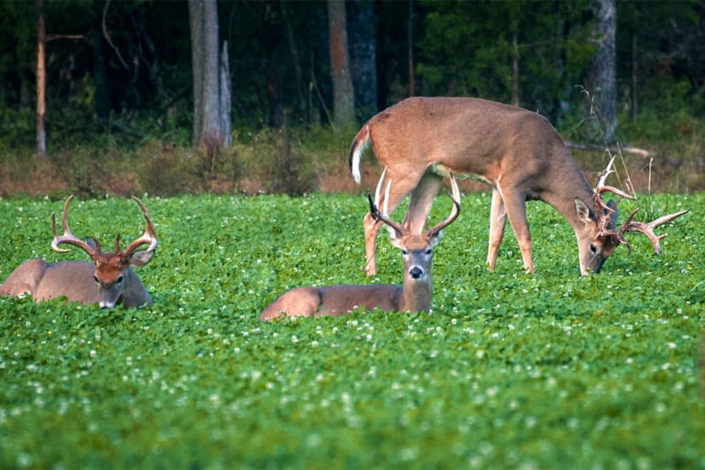 Whitetail Institute The Staying Power of the Food Plot King