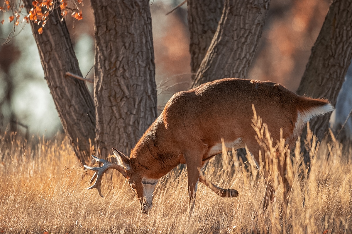 Rifles Allowed for Illinois Deer Hunting, With a Catch