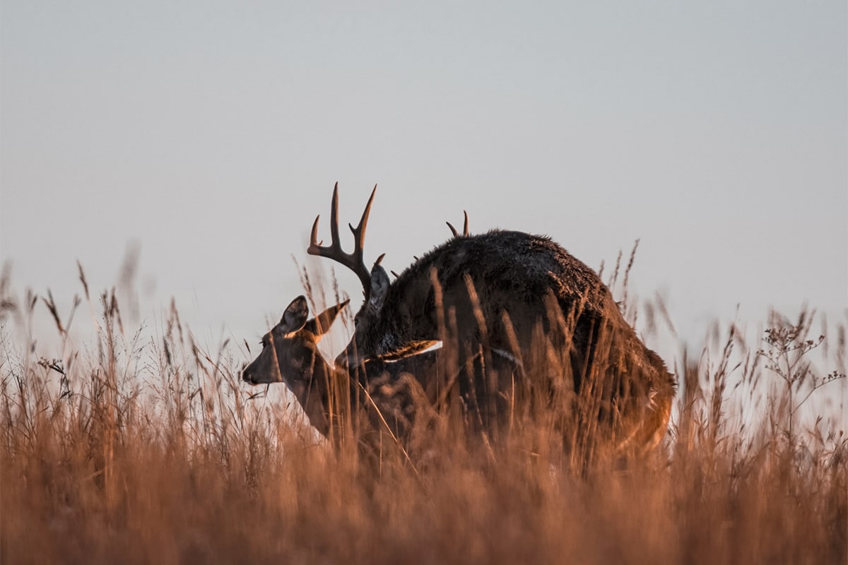 Gestation period for whitetail deer