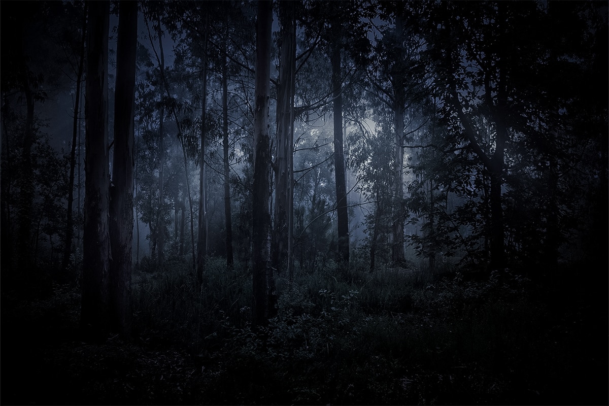 Middle of the woods in the moonlight