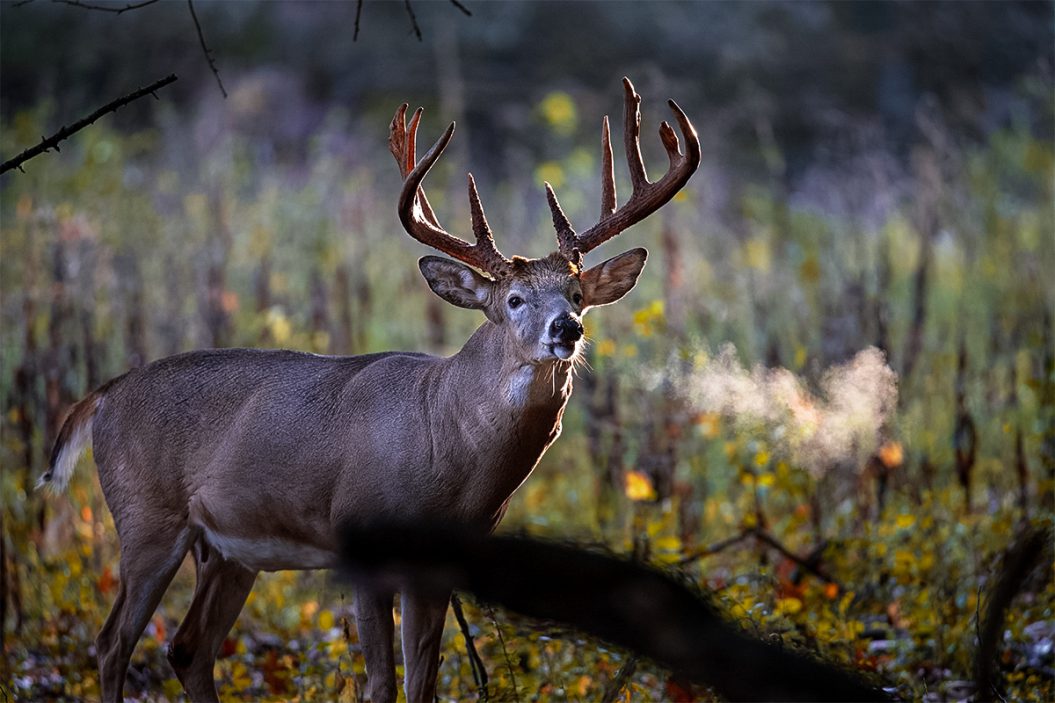 Deer Calls: Learning to Speak the Language of Whitetails