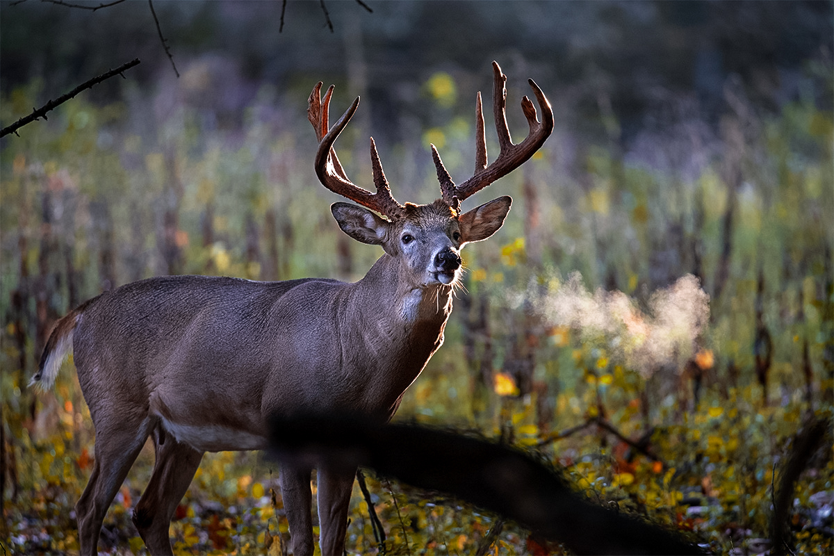 Although whitetails often seem to move through the woods like ghosts, deer are far more vocal than most hunters realize.